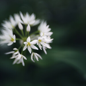 Wild garlic