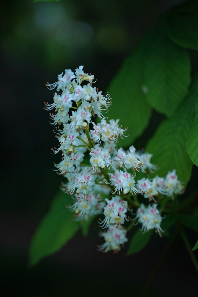 Chestnut blossom