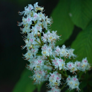 Chestnut blossom