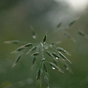 Rainy day