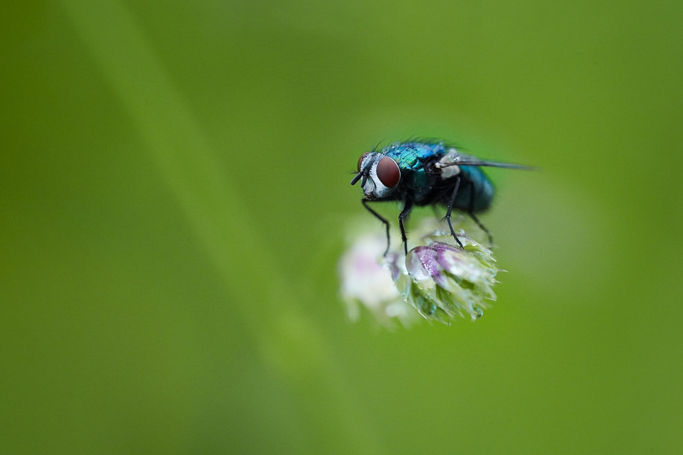 Spotted after the rain