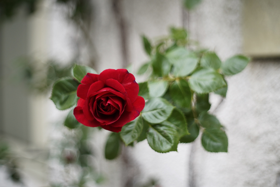 Red rose