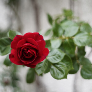 Red rose