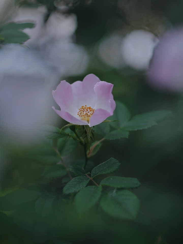 A wild rose