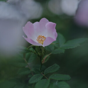 A wild rose