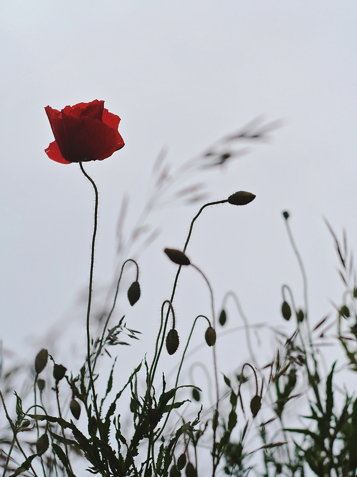 Flower Friday
