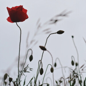 Flower Friday