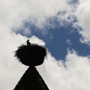Stork nest