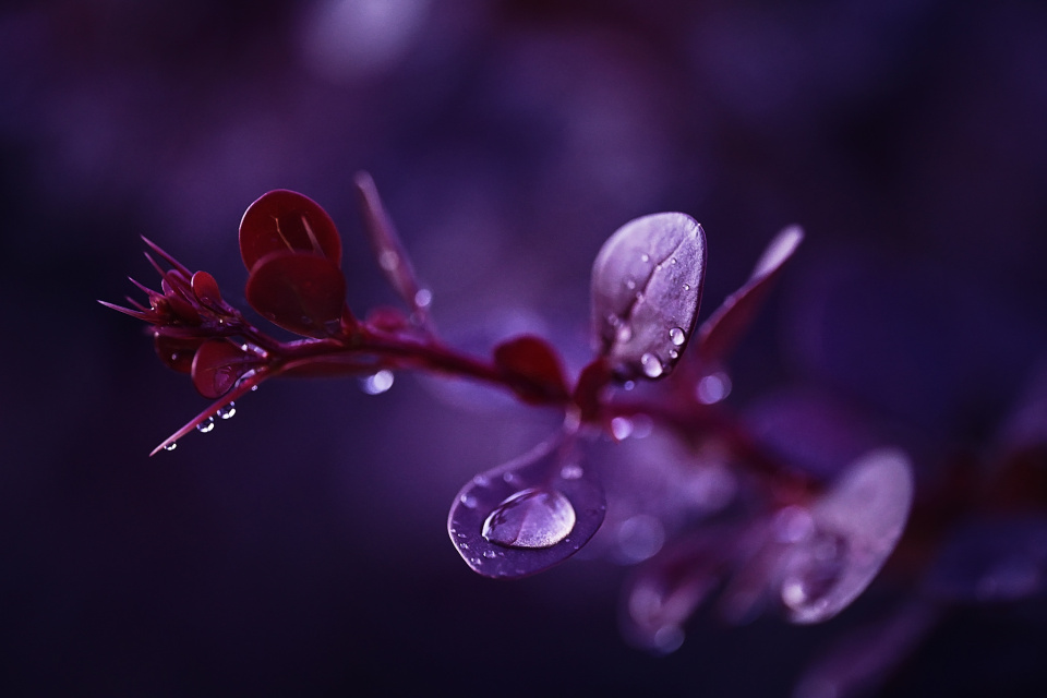 Rain drops
