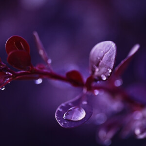 Rain drops