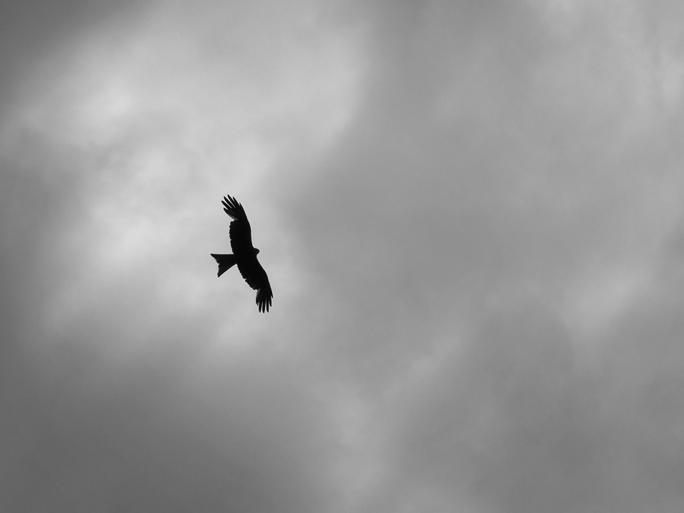 Flying high