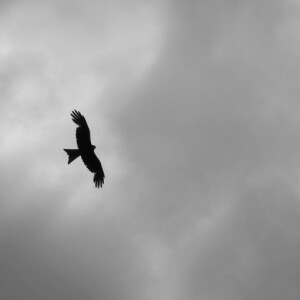 Flying high