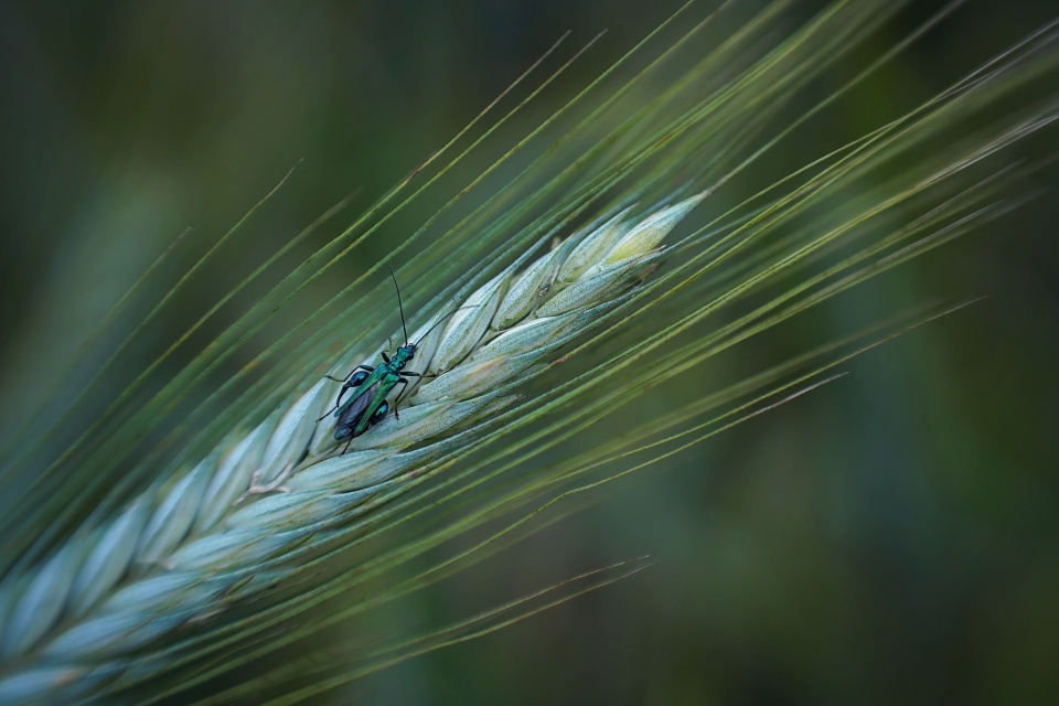 Unidentified bug