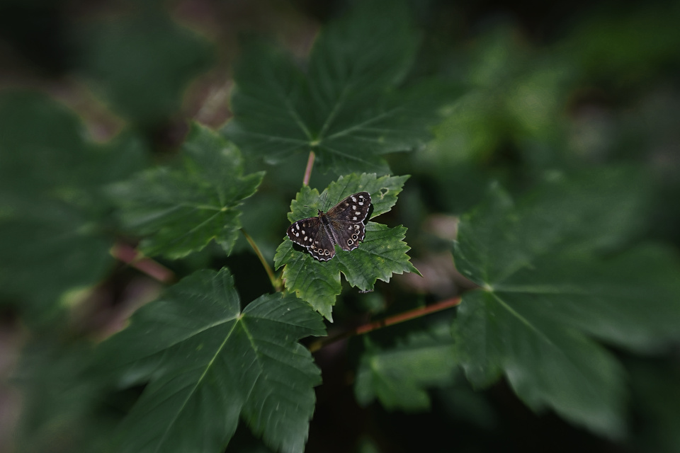 A butterfly in the forest