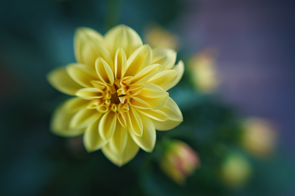 Decorative dahlia