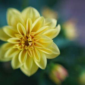 Decorative dahlia