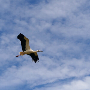A stork