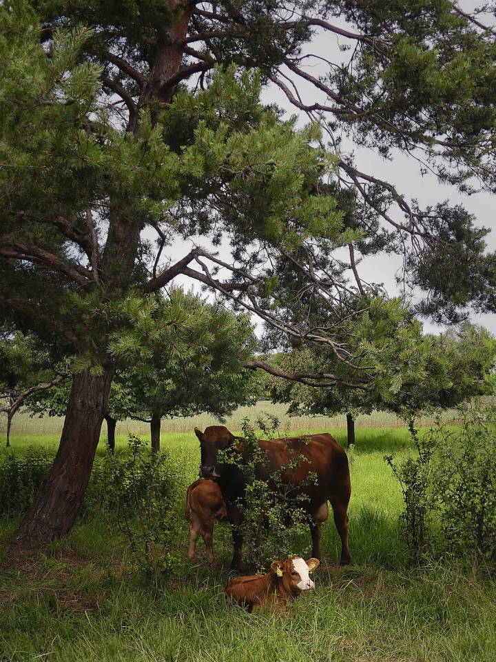Happy cows