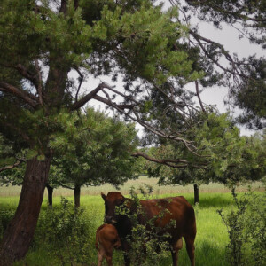 Happy cows