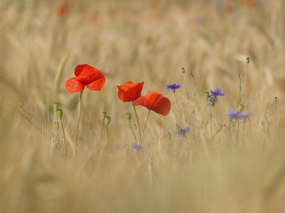 Poppies