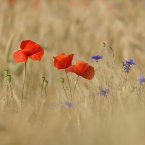 Poppies