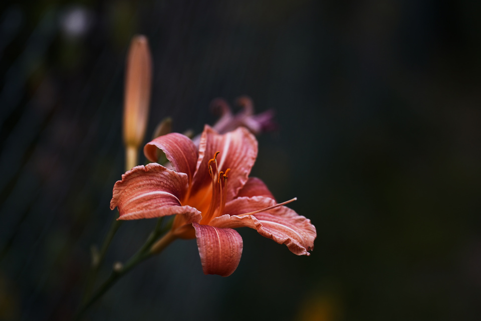 Lily