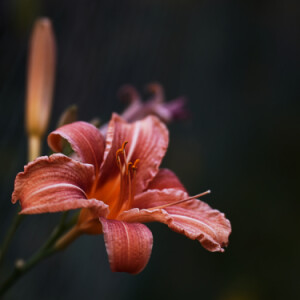 Lily