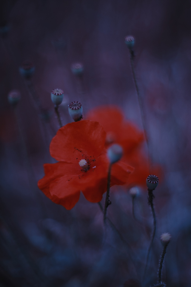 Poppies
