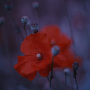 Poppies