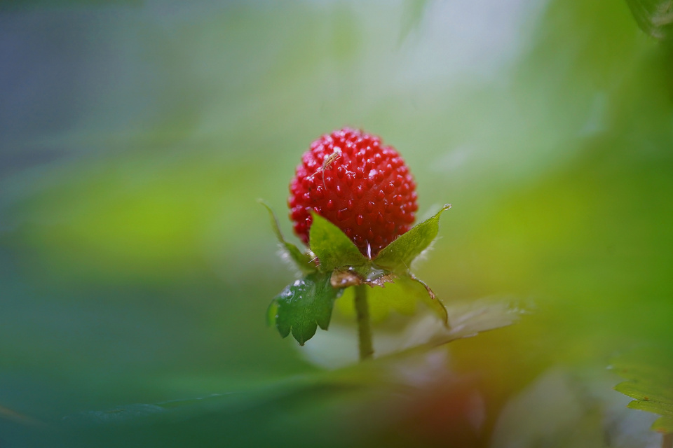 Mock strawberry