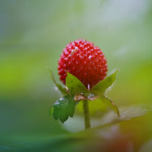 Mock strawberry
