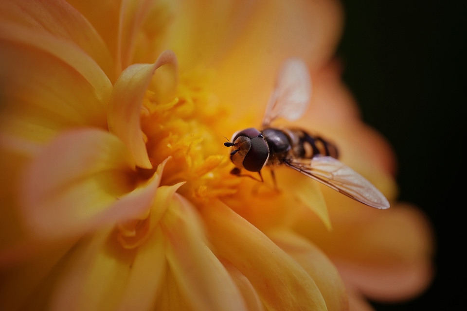 Hoverfly