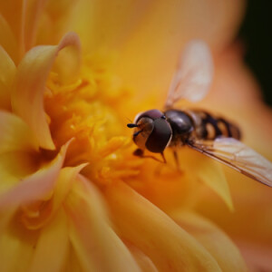 Hoverfly