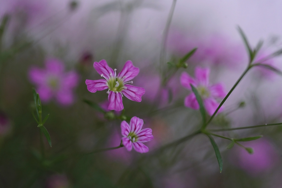 Balcony flowers