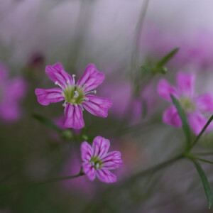 Balcony flowers