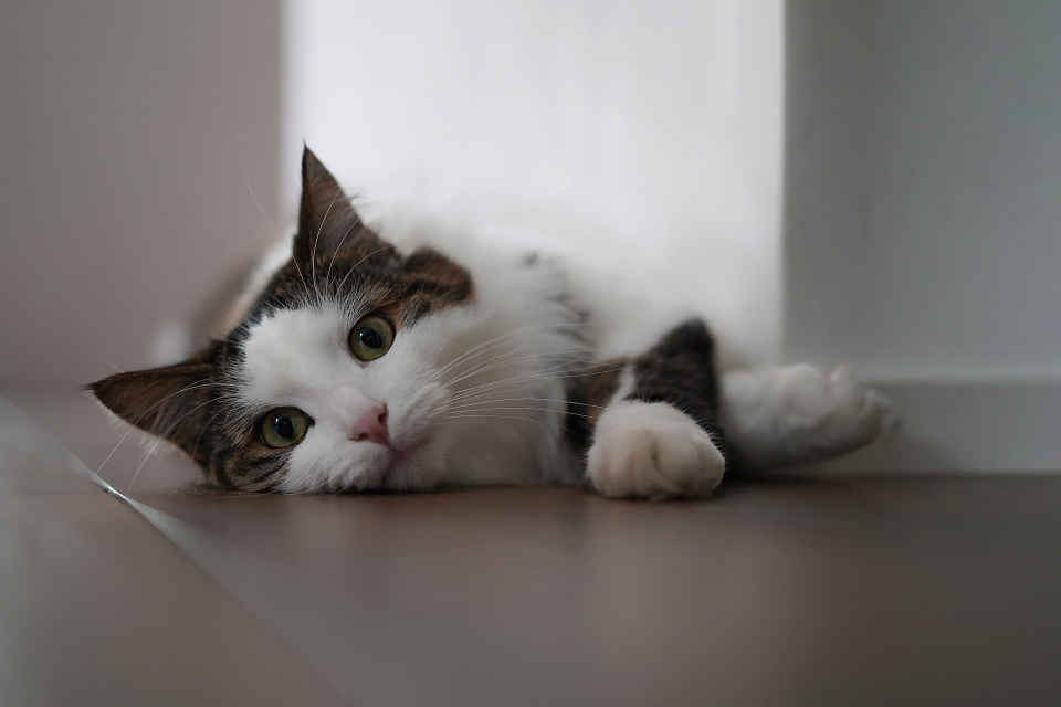 Cat's life