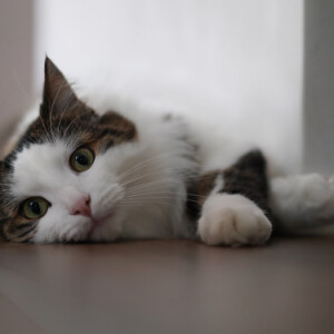 Cat's life
