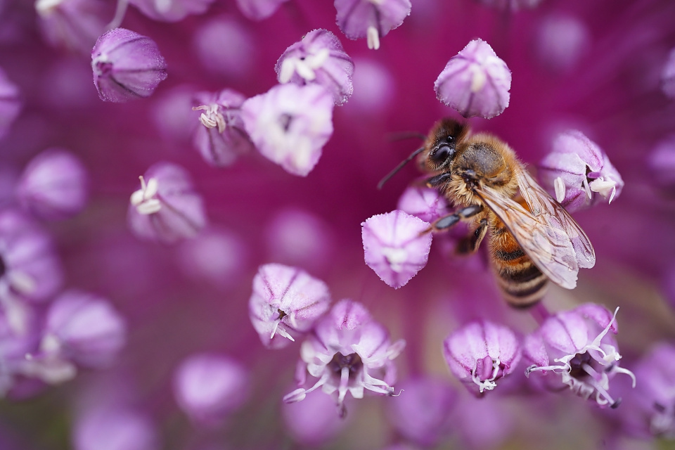 Bee on a flower