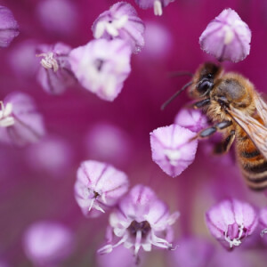Bee on a flower