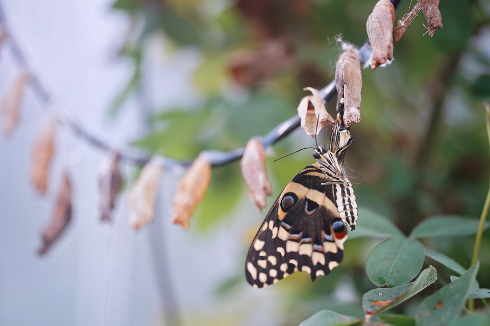 Coming out of the cocoon