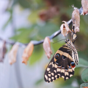 Coming out of the cocoon