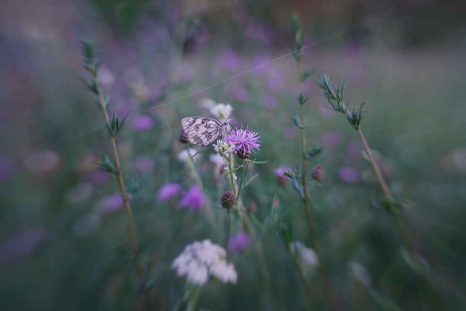 Marbled white butterfly