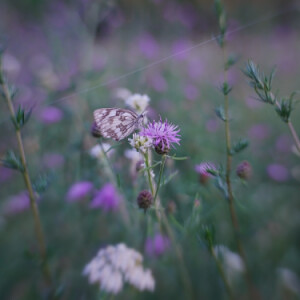 Marbled white butterfly