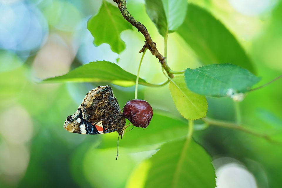 Sweet cherry