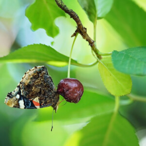 Sweet cherry