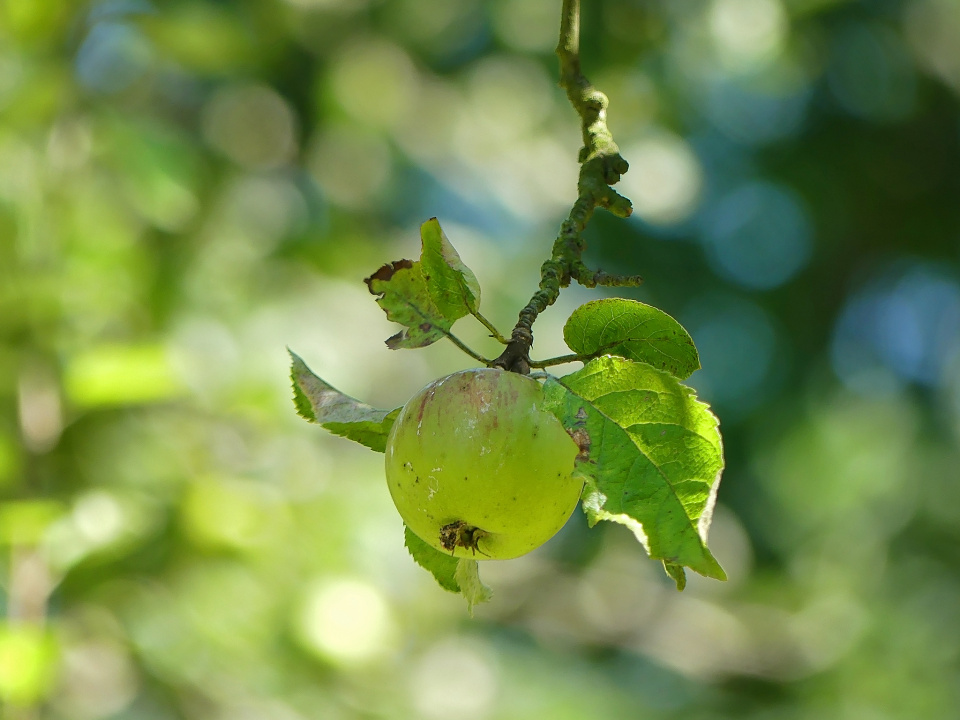 Apple in the garden