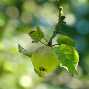 Apple in the garden