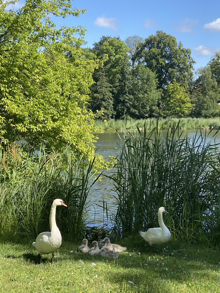 Swan family