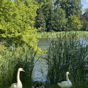 Swan family