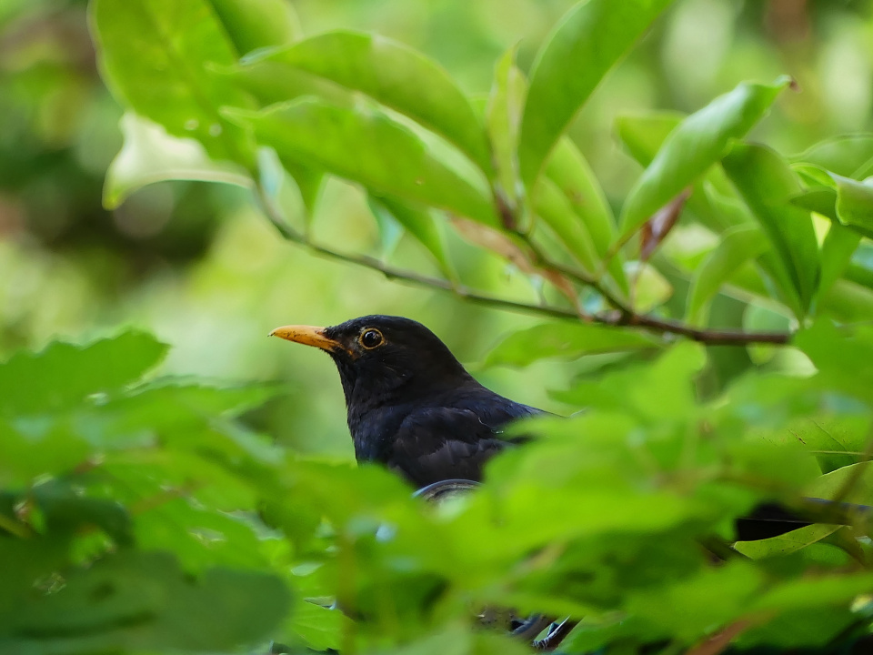 Blackbird